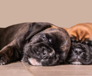 AGDS Honden